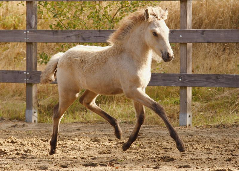 Molda von Heidmoor d.jpg